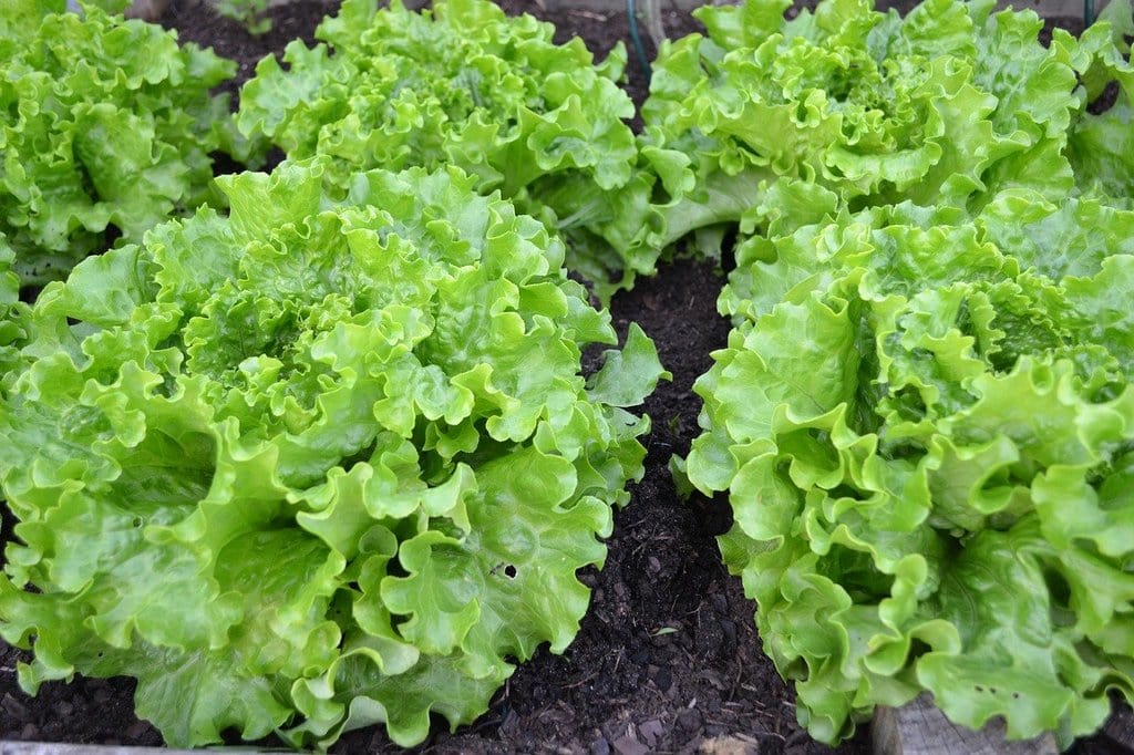 Associer les légumes pour favoriser leur croissance